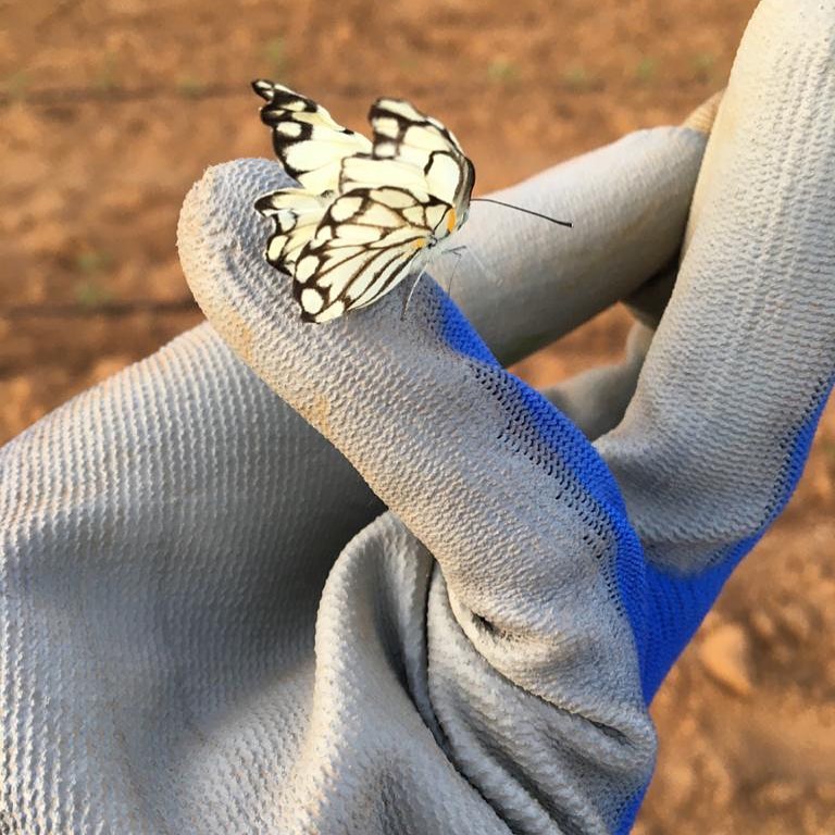 Farminist-Butterflies-As-A-Warning-Signal-Agricultural-Farming-Tips-Tutorials-001