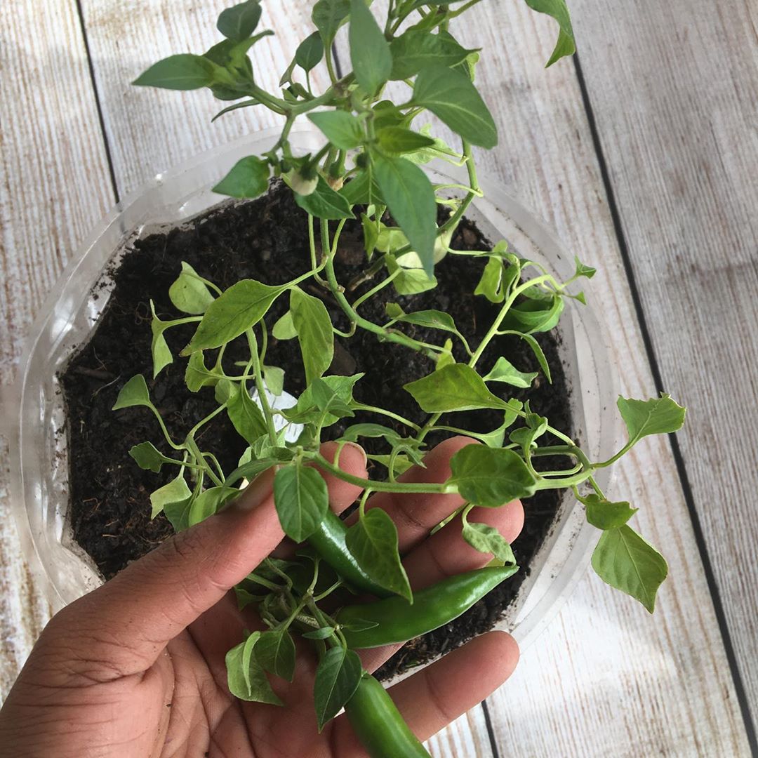 Farminist-Growing-Chilly-Plants-Agricultural-Farming-Tips-Tutorials-001