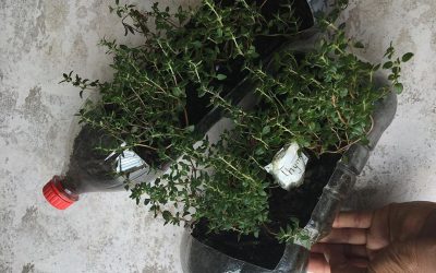 The Secrets of Growing Thyme