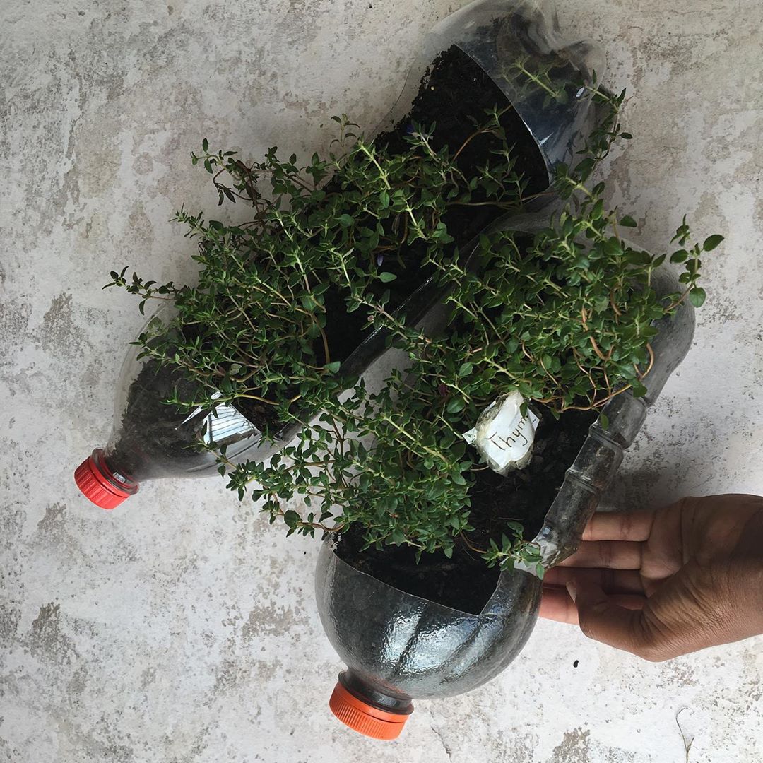 Farminist-Growing-Thyme-Agricultural-Farming-Tips-Tutorials-001